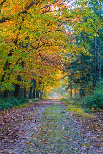 Herbstfarben mit orangeroten Bäumen im Oktober im Nationalpark Drentsche Aa, Bunte Herbstbäume in den Niederlanden Drenthe während der Herbstsaison — Stockfoto