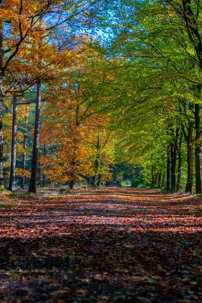 Herbstfarben mit orangeroten Bäumen im Oktober im Nationalpark Drentsche Aa, Bunte Herbstbäume in den Niederlanden Drenthe während der Herbstsaison — Stockfoto