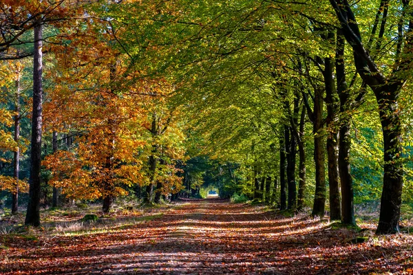 Herbstfarben mit orangeroten Bäumen im Oktober im Nationalpark Drentsche Aa, Bunte Herbstbäume in den Niederlanden Drenthe während der Herbstsaison — Stockfoto