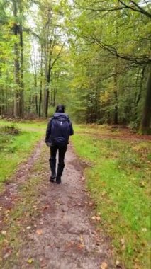 Orta yaşlı bir kadın, Hollanda 'da sonbahar mevsiminde Drentsche Aa' da turuncu kırmızı ağaçlarla doğa yürüyüşü yaparak ormanda yürüyor.