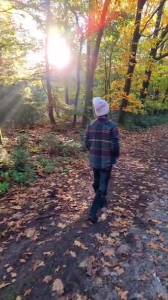 Mulher meia idade andando na floresta durante a temporada de outono na natureza trekking com laranjeiras árvores de cor vermelha durante a temporada de outono na Holanda Drentsche Aa — Vídeo de Stock