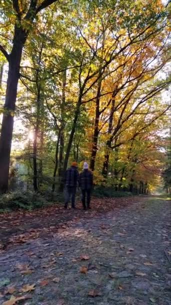 Hollanda Drentsche Aa 'da sonbahar mevsiminde çiftler ve kadınlar, güz mevsiminde ormanda turuncu kırmızı ağaçlarla yürüyüş yaparlar. — Stok video