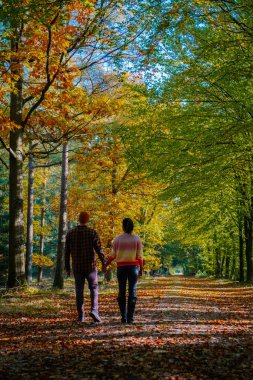 Hollanda Drentsche Aa 'da sonbahar mevsiminde çiftler ve kadınlar, güz mevsiminde ormanda turuncu kırmızı ağaçlarla yürüyüş yaparlar.