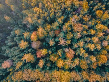 Ekim ayında ulusal park Drentsche Aa 'da turuncu kırmızı ağaçlı sonbahar renkleri. Hollanda' da sonbahar mevsimi boyunca Drenthe 'de renkli sonbahar ağaçları.