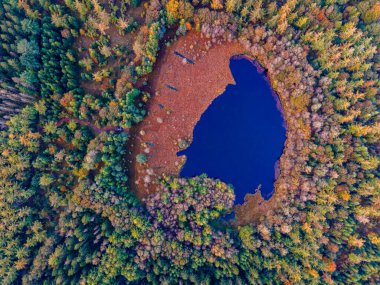 Ekim ayında ulusal park Drentsche Aa 'da turuncu kırmızı ağaçlı sonbahar renkleri. Hollanda' da sonbahar mevsimi boyunca Drenthe 'de renkli sonbahar ağaçları.