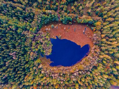 Ekim ayında ulusal park Drentsche Aa 'da turuncu kırmızı ağaçlı sonbahar renkleri. Hollanda' da sonbahar mevsimi boyunca Drenthe 'de renkli sonbahar ağaçları.