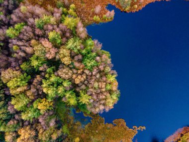 Ekim ayında ulusal park Drentsche Aa 'da turuncu kırmızı ağaçlı sonbahar renkleri. Hollanda' da sonbahar mevsimi boyunca Drenthe 'de renkli sonbahar ağaçları.