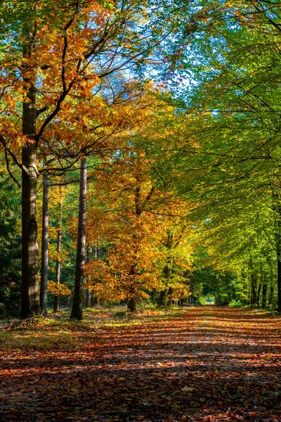 Jesienne kolory z pomarańczowymi czerwonymi drzewami w październiku w parku narodowym Drentsche Aa, Kolorowe jesienne drzewa w Holandii Drenthe jesienią sezonu — Zdjęcie stockowe