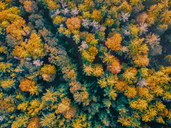 Herfst kleuren met oranje rode bomen in oktober in Nationaal Park Drentsche Aa, Kleurrijke herfstbomen in Nederland Drenthe tijdens het najaar — Stockfoto