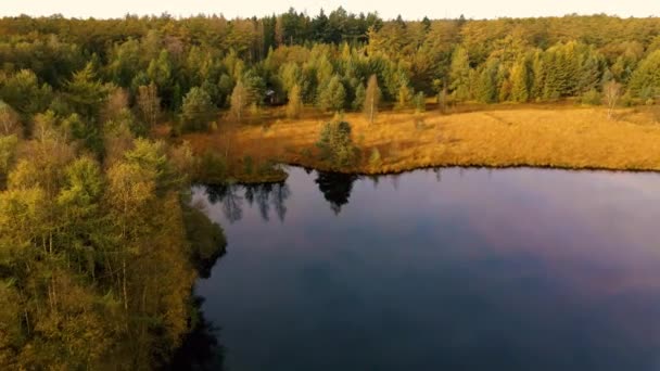 Осенние цвета с оранжевыми красными деревьями в октябре в национальном парке Drentsche Aa, красочные осенние деревья в Нидерландах Drenthe во время осеннего сезона — стоковое видео