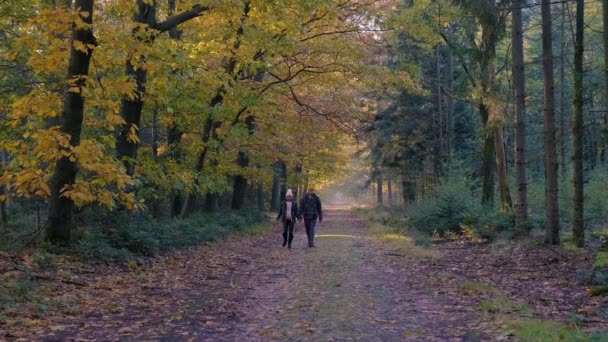 Casal homem e mulher meia idade andando na floresta durante a temporada de outono na natureza trekking com árvores de cor vermelha alaranjada durante a temporada de outono na Holanda Drentsche Aa — Vídeo de Stock