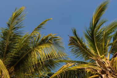 Tropikal palmiye ağacı günbatımı gökyüzü ve bulut arka plan üzerinde güneş ışığı ile.