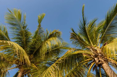 Tropikal palmiye ağacı günbatımı gökyüzü ve bulut arka plan üzerinde güneş ışığı ile.