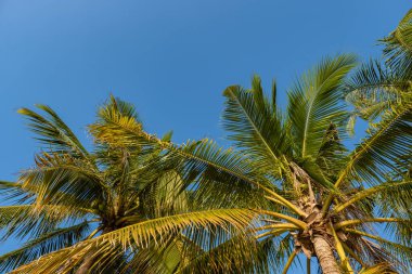 Tropikal palmiye ağacı günbatımı gökyüzü ve bulut arka plan üzerinde güneş ışığı ile.