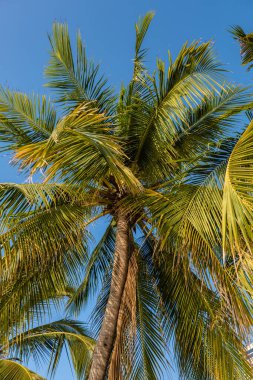 Tropikal palmiye ağacı günbatımı gökyüzü ve bulut arka plan üzerinde güneş ışığı ile.