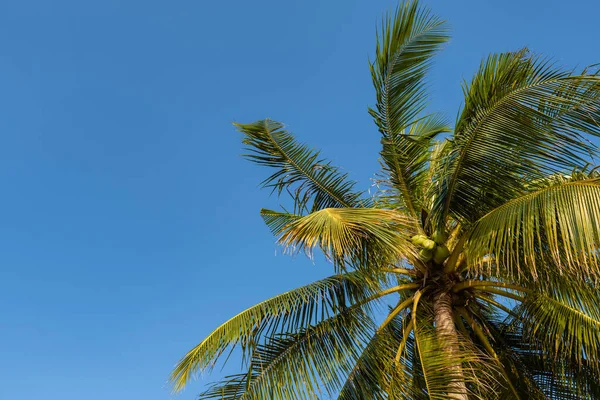 Tropische palmboom met zonlicht op zonsondergang hemel en cloud abstracte achtergrond. — Stockfoto