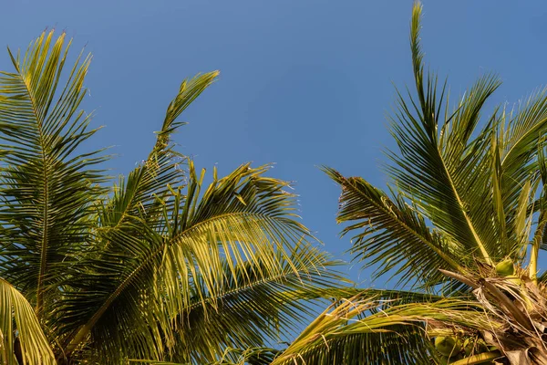 Tropikal palmiye ağacı günbatımı gökyüzü ve bulut arka plan üzerinde güneş ışığı ile.