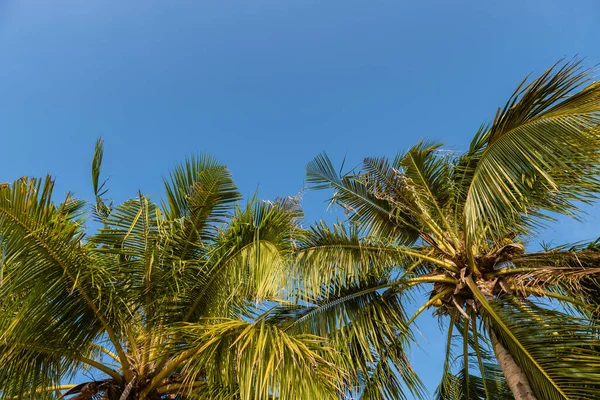 Tropikal palmiye ağacı günbatımı gökyüzü ve bulut arka plan üzerinde güneş ışığı ile.
