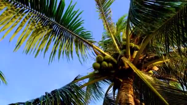 Stranden Najomtien Pattaya Thailand, solnedgång vid en tropisk strand med palmer — Stockvideo