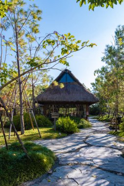 Chiang Mai Tayland 'daki bambu ormanı, Chiang Mai' deki Japon bahçesindeki bambu ormanı. Kırmızı Japon köprüsü olan bahçe.