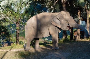 Chiang Mai Tayland 'da ormandaki fil, Chiang Mai Tailand ormanındaki fil çiftliği.