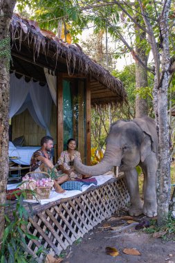 Chiang Mai Tayland 'da ormandaki fil, Chiang Mai Tailand ormanındaki fil çiftliği.
