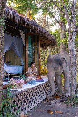 Chiang Mai Tayland 'da ormandaki fil, Chiang Mai Tailand ormanındaki fil çiftliği.