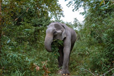 Chiang Mai Tayland 'da ormandaki fil, Chiang Mai Tailand ormanındaki fil çiftliği.
