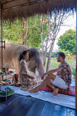 Chiang Mai Tayland 'da ormandaki fil, Chiang Mai Tailand ormanındaki fil çiftliği.