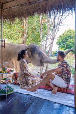 Chiang Mai Tayland 'da ormandaki fil, Chiang Mai Tailand ormanındaki fil çiftliği.
