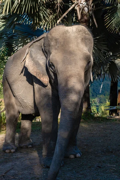 Elephant in jungle at sanctuary in Chiang Mai Thailand, Elephant farm in the moutnains jungle of Chiang Mai Tailand — Fotografia de Stock