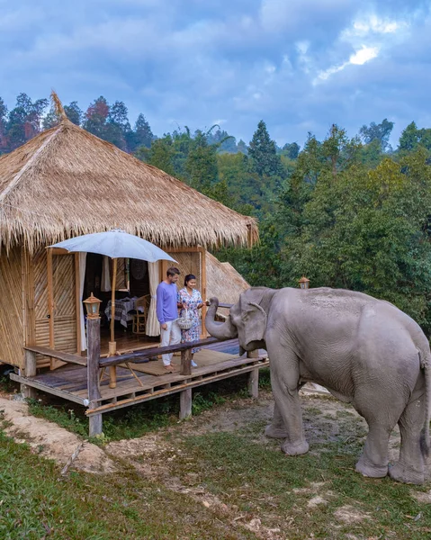 Ελέφαντας στη ζούγκλα στο ιερό στο Τσιάνγκ Μάι Ταϊλάνδη, Elephant αγρόκτημα στη ζούγκλα moutnains της Τσιάνγκ Μάι Ταιλάνδη — Φωτογραφία Αρχείου