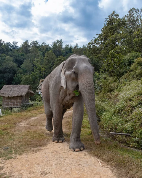 Elefante en la selva en el santuario en Chiang Mai Tailandia, granja de elefantes en la jungla de moutnains de Chiang Mai Tailand — Foto de Stock