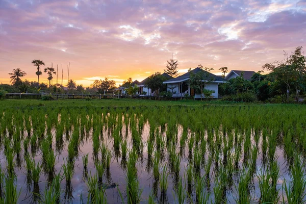 Risfält i norra Thailand, risodling i Thailand, risfält i bergen i norra Thailand Chiang Mai Doi Inthanon — Stockfoto