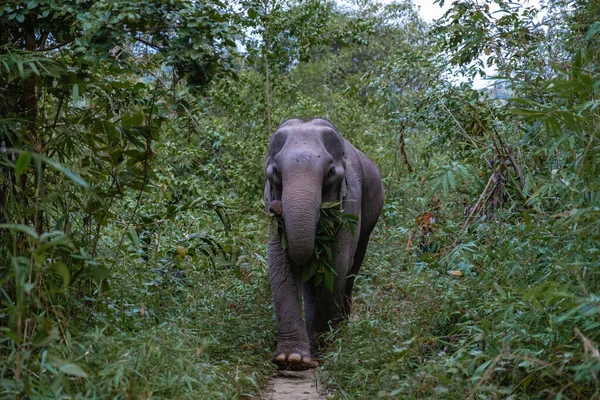 Słoń w dżungli w sanktuarium w Chiang Mai Tajlandii, Hodowla słoni w moutnains dżungli Chiang Mai Tai — Zdjęcie stockowe