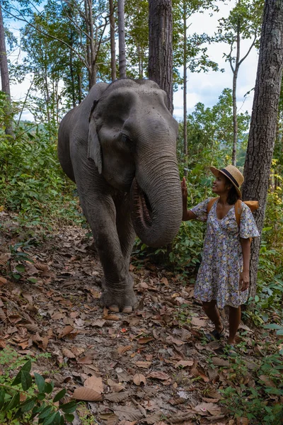 Elephant in jungle at sanctuary in Chiang Mai Thailand, Elephant farm in the moutnains jungle of Chiang Mai Tailand — Fotografia de Stock