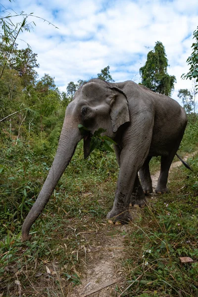 Słoń w dżungli w sanktuarium w Chiang Mai Tajlandii, Hodowla słoni w moutnains dżungli Chiang Mai Tai — Zdjęcie stockowe