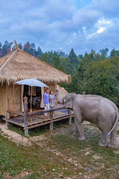 Ελέφαντας στη ζούγκλα στο ιερό στο Τσιάνγκ Μάι Ταϊλάνδη, Elephant αγρόκτημα στη ζούγκλα moutnains της Τσιάνγκ Μάι Ταιλάνδη — Φωτογραφία Αρχείου