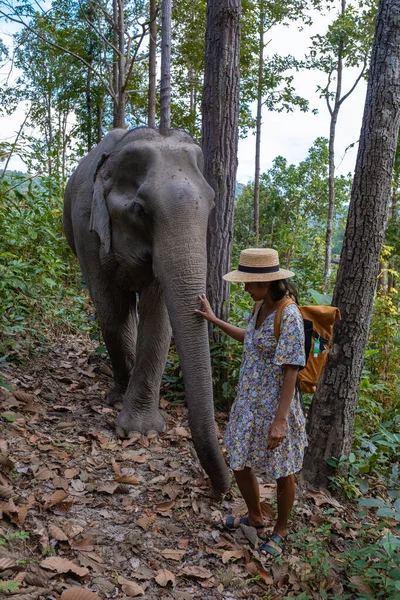 Elephant in jungle at sanctuary in Chiang Mai Thailand, Elephant farm in the moutnains jungle of Chiang Mai Tailand — Fotografia de Stock