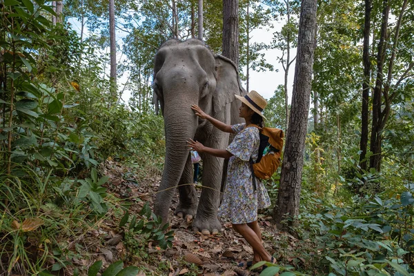 Elephant in jungle at sanctuary in Chiang Mai Thailand, Elephant farm in the moutnains jungle of Chiang Mai Tailand — стоковое фото