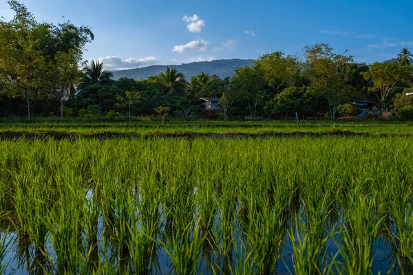 Rice fields in Northern Thailand, rice farm in Thailand, rice paddies in the mountains of Northern Thailand Chiang Mai Doi Inthanon — Zdjęcie stockowe