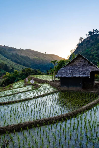 Rice fields in Northern Thailand, rice farm in Thailand, rice paddies in the mountains of Northern Thailand Chiang Mai Doi Inthanon — ストック写真