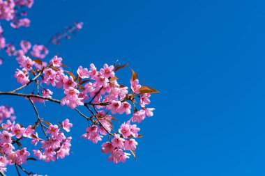 Kuzey Tayland 'da kiraz çiçeği, Tayland kirazlı yabani sakura Thai Chiang Mai' de Tayland orkide kreşi, Tayland 'da kiraz çiçeklerini görmek için harika yerler.