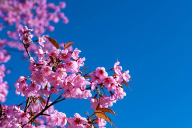 Kuzey Tayland 'da kiraz çiçeği, Tayland kirazlı yabani sakura Thai Chiang Mai' de Tayland orkide kreşi, Tayland 'da kiraz çiçeklerini görmek için harika yerler.