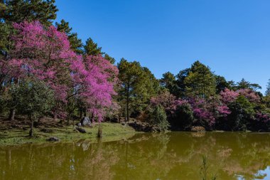 Kuzey Tayland 'da kiraz çiçeği, Tayland kirazlı yabani sakura Thai Chiang Mai' de Tayland orkide kreşi, Tayland 'da kiraz çiçeklerini görmek için harika yerler.