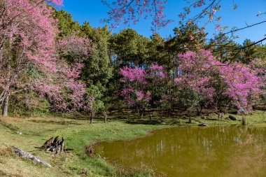 Kuzey Tayland 'da kiraz çiçeği, Tayland kirazlı yabani sakura Thai Chiang Mai' de Tayland orkide kreşi, Tayland 'da kiraz çiçeklerini görmek için harika yerler.