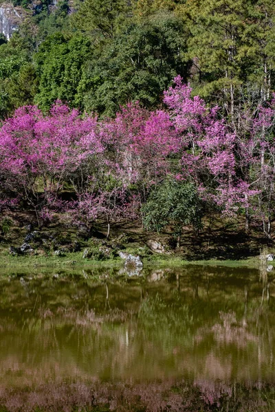 Cseresznyevirág Észak-Thaiföldön, A vad himalájai cseresznyevirág Sakura Thai teljes virágzású Thai Orchidea óvoda Chiang Mai tartományban, fantasztikus helyeken látni cseresznyevirág Thaiföldön. — Stock Fotó