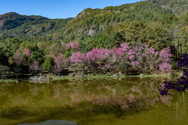 Cherry blossom in Northern Thailand, The wild himalayan cherry Sakura Thai in full bloom at Thai Orchid Nursery in Chiang Mai province,fantastic places to see cherry blossom in Thailand. — Stock Fotó