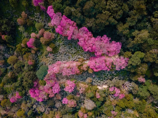 Sakura Cherry Blossom in Chiang Mai Khun Chan Khian Thailand at Doi Suthep, Aerial view of pink cherry blossom trees on mountains, Chiang Mai in Thailand — Stock Photo, Image