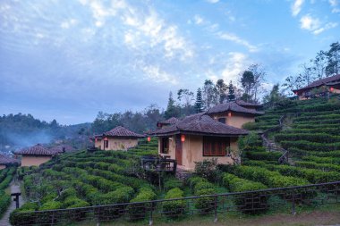 Lee Şarabı Rak Thai, Çin yerleşim yeri Mae Hong Son, Tayland 'da gün doğumunda Çin köyünde güzel manzara Ban Rak Thai' de çay çiftliği, Tayland 'da Mae Hong Son 